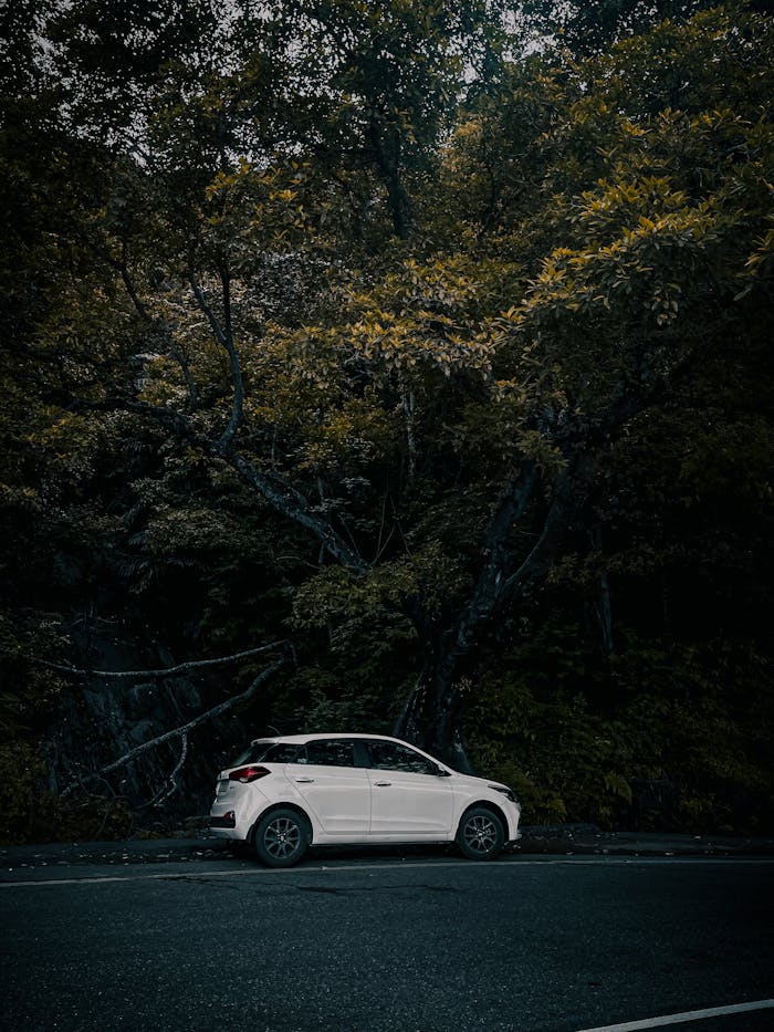 A sleek white car parked by a lush green forest in Wayanad, Kerala, India, capturing nature's beauty.